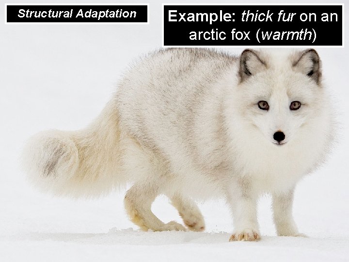 Structural Adaptation Example: thick fur on an arctic fox (warmth) 