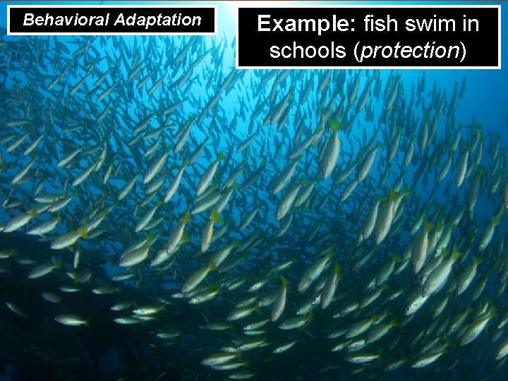 Behavioral Adaptation Example: fish swim in schools (protection) 