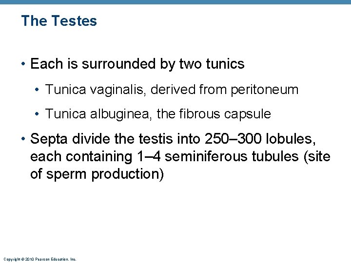 The Testes • Each is surrounded by two tunics • Tunica vaginalis, derived from