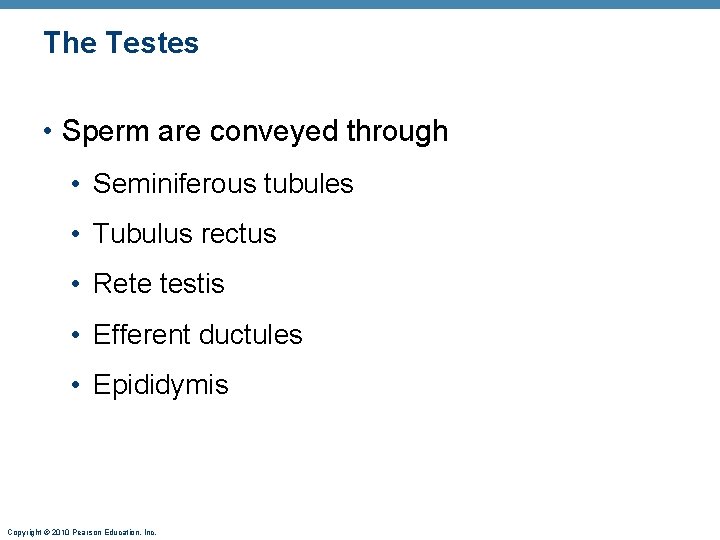 The Testes • Sperm are conveyed through • Seminiferous tubules • Tubulus rectus •