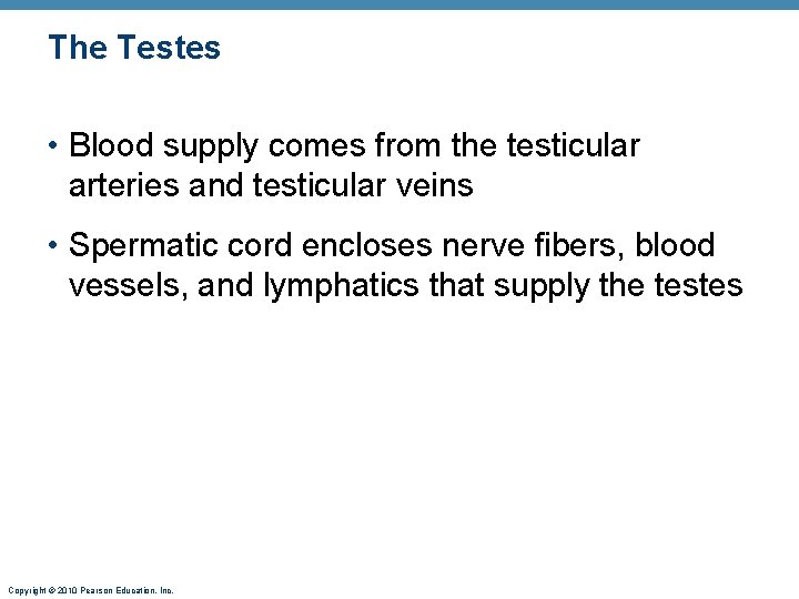 The Testes • Blood supply comes from the testicular arteries and testicular veins •