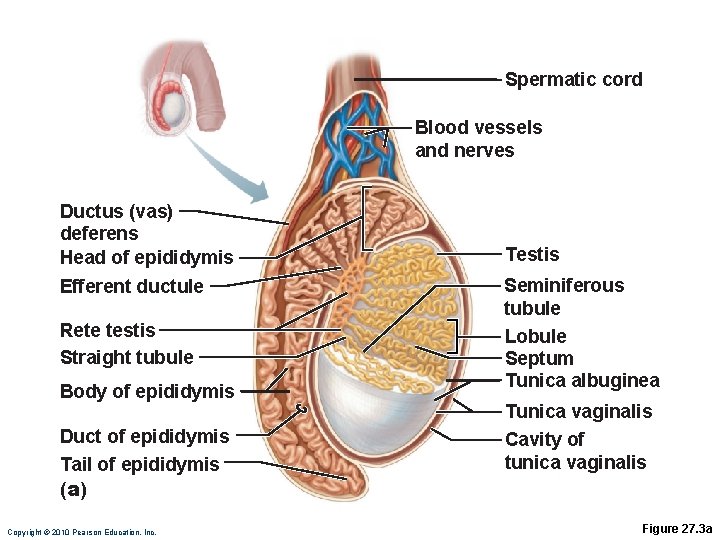 Spermatic cord Blood vessels and nerves Ductus (vas) deferens Head of epididymis Efferent ductule