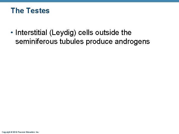 The Testes • Interstitial (Leydig) cells outside the seminiferous tubules produce androgens Copyright ©