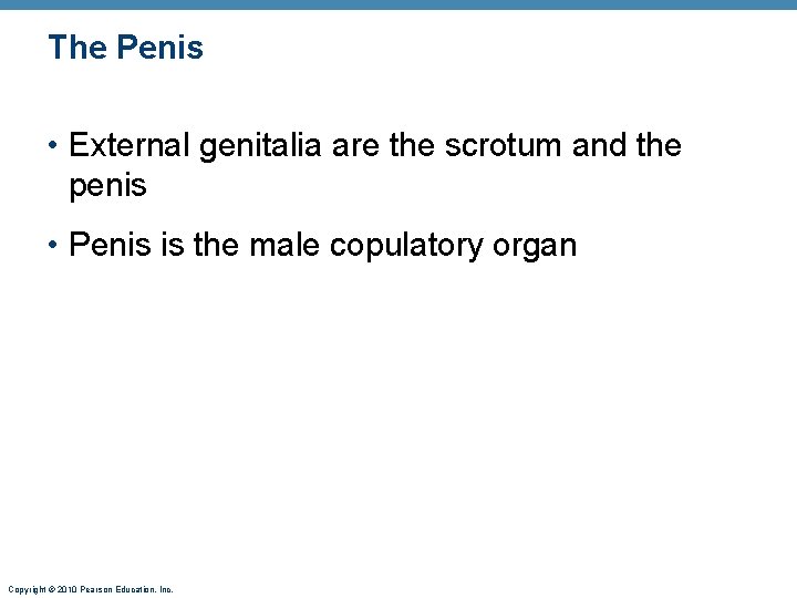 The Penis • External genitalia are the scrotum and the penis • Penis is