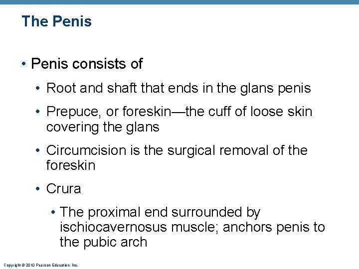 The Penis • Penis consists of • Root and shaft that ends in the