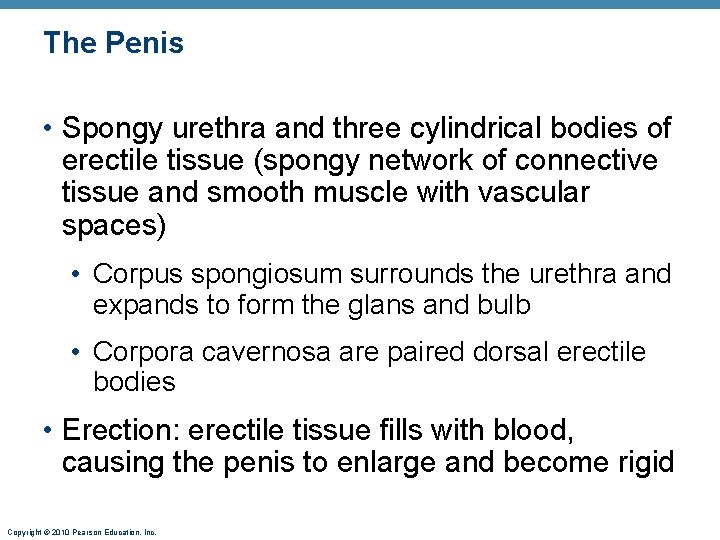 The Penis • Spongy urethra and three cylindrical bodies of erectile tissue (spongy network