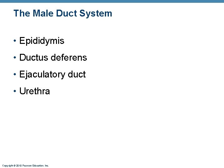 The Male Duct System • Epididymis • Ductus deferens • Ejaculatory duct • Urethra