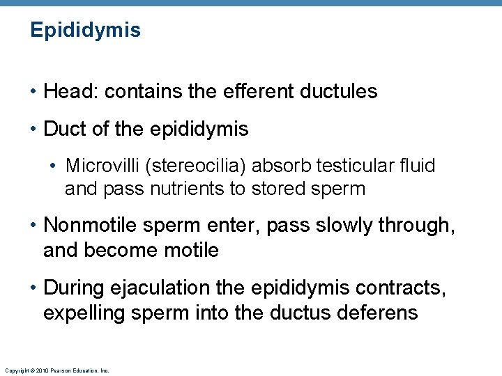 Epididymis • Head: contains the efferent ductules • Duct of the epididymis • Microvilli
