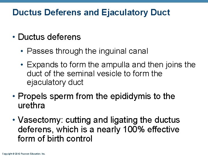 Ductus Deferens and Ejaculatory Duct • Ductus deferens • Passes through the inguinal canal