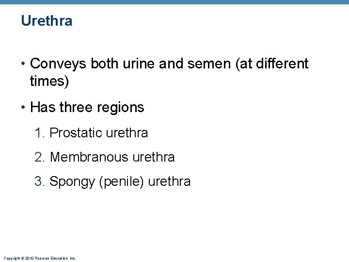 Urethra • Conveys both urine and semen (at different times) • Has three regions