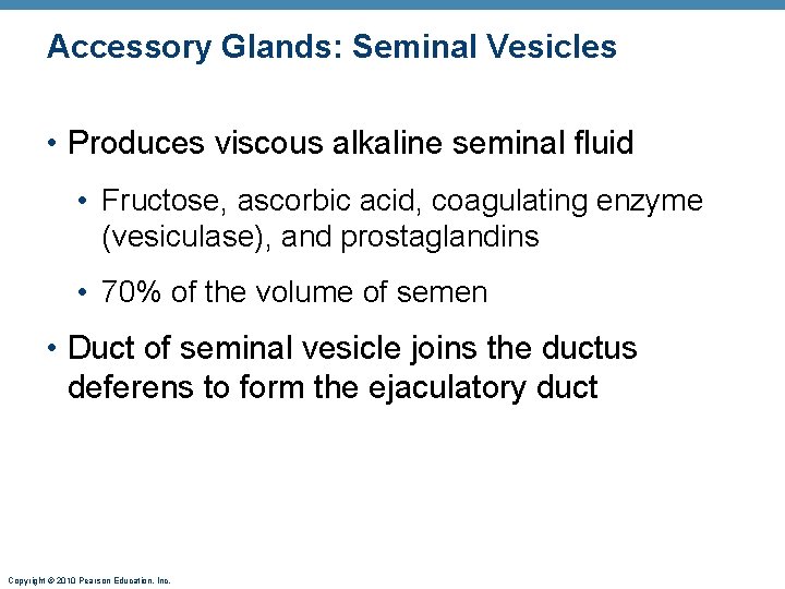 Accessory Glands: Seminal Vesicles • Produces viscous alkaline seminal fluid • Fructose, ascorbic acid,