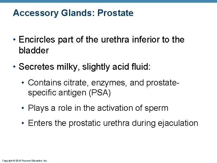 Accessory Glands: Prostate • Encircles part of the urethra inferior to the bladder •