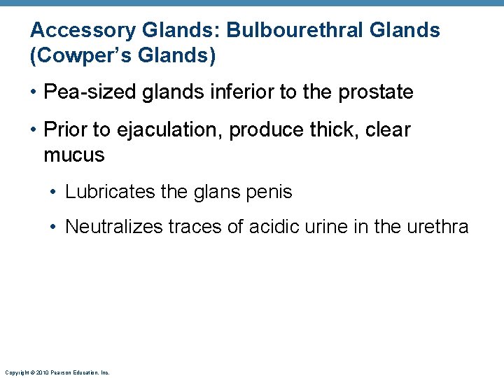 Accessory Glands: Bulbourethral Glands (Cowper’s Glands) • Pea-sized glands inferior to the prostate •