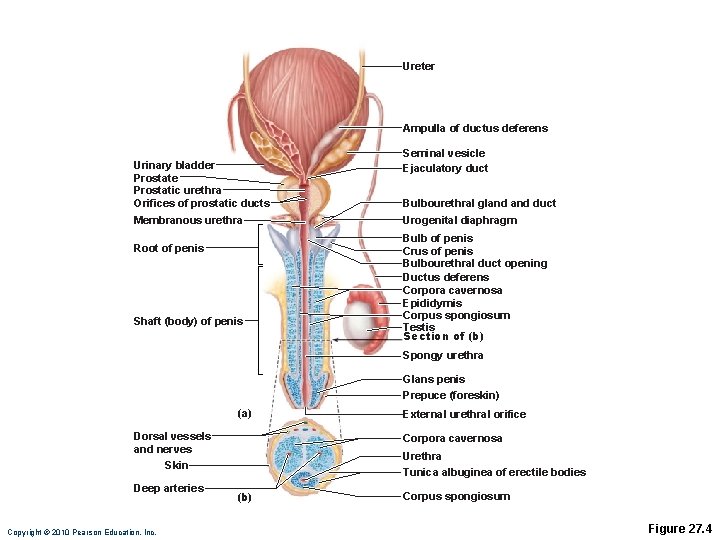 Ureter Ampulla of ductus deferens Urinary bladder Prostate Prostatic urethra Orifices of prostatic ducts