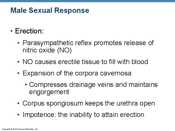 Male Sexual Response • Erection: • Parasympathetic reflex promotes release of nitric oxide (NO)