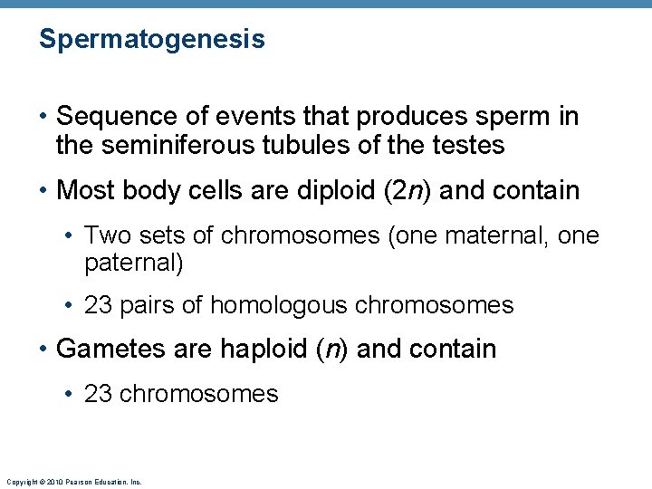 Spermatogenesis • Sequence of events that produces sperm in the seminiferous tubules of the