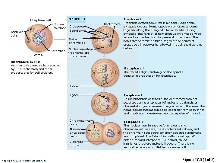 MEIOSIS I Interphase cell Nuclear envelope Centriole pairs Crossover Spindle Sister chromatids Chromatin 2