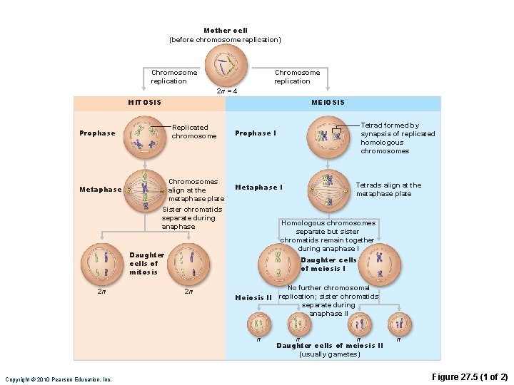 Mother cell (before chromosome replication) Chromosome replication 2 n = 4 MITOSIS MEIOSIS Replicated