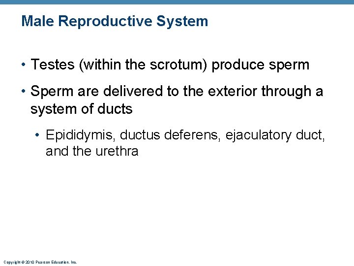 Male Reproductive System • Testes (within the scrotum) produce sperm • Sperm are delivered