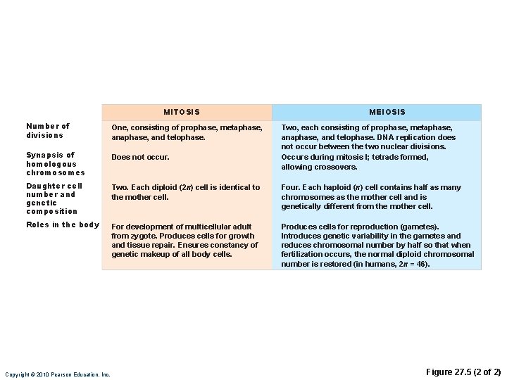 MITOSIS MEIOSIS Number of divisions One, consisting of prophase, metaphase, and telophase. Synapsis of