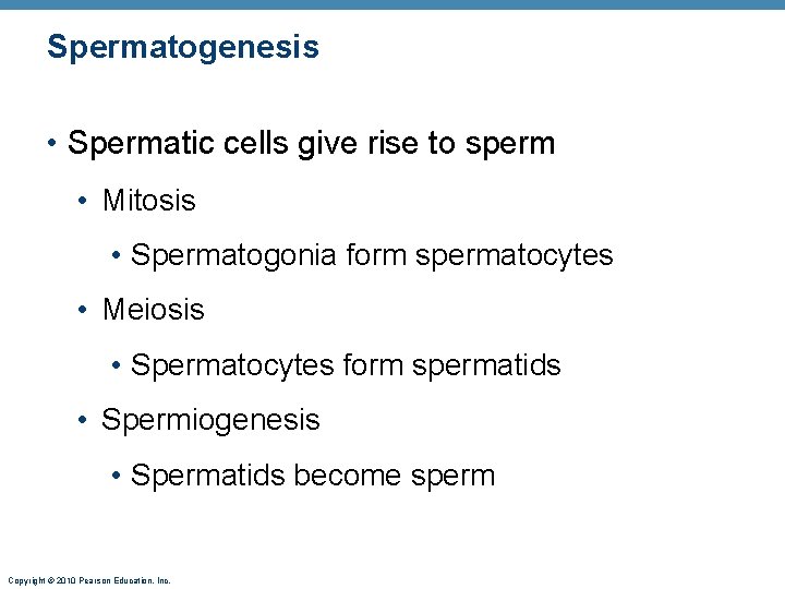 Spermatogenesis • Spermatic cells give rise to sperm • Mitosis • Spermatogonia form spermatocytes