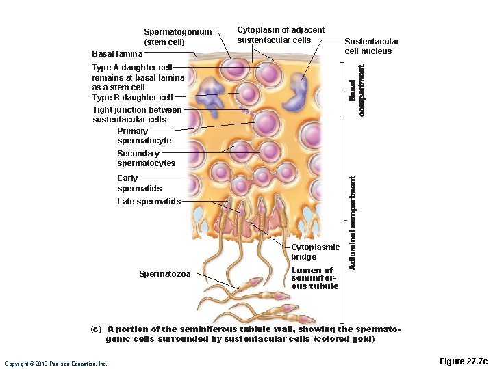 Spermatogonium (stem cell) Cytoplasm of adjacent sustentacular cells Basal lamina Sustentacular cell nucleus Type