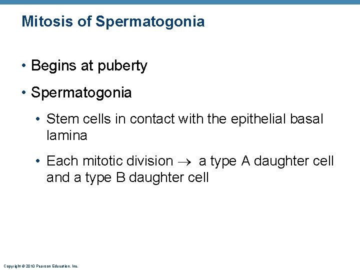 Mitosis of Spermatogonia • Begins at puberty • Spermatogonia • Stem cells in contact