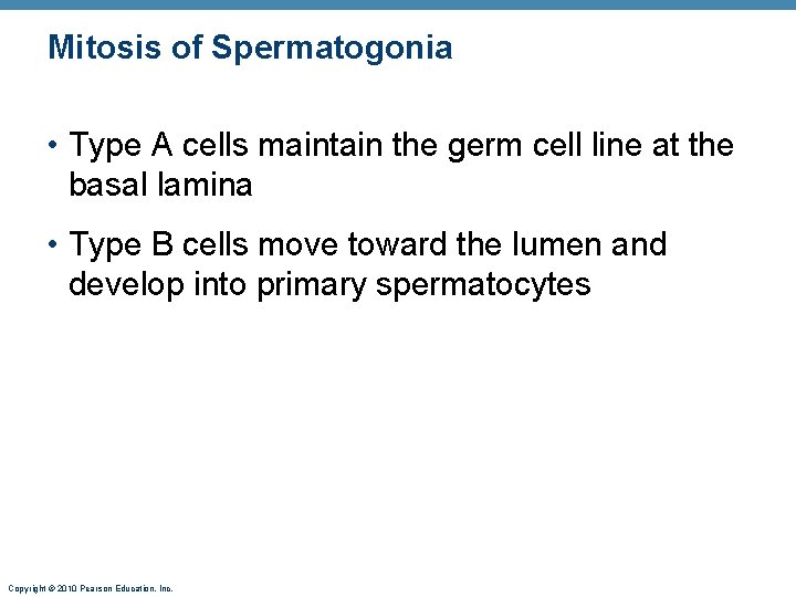 Mitosis of Spermatogonia • Type A cells maintain the germ cell line at the