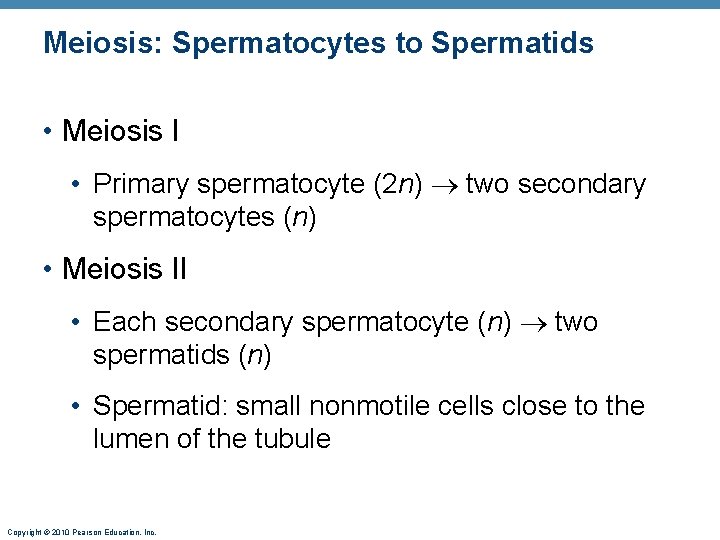 Meiosis: Spermatocytes to Spermatids • Meiosis I • Primary spermatocyte (2 n) two secondary