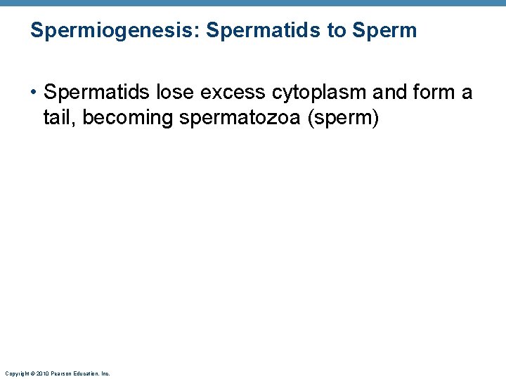 Spermiogenesis: Spermatids to Sperm • Spermatids lose excess cytoplasm and form a tail, becoming