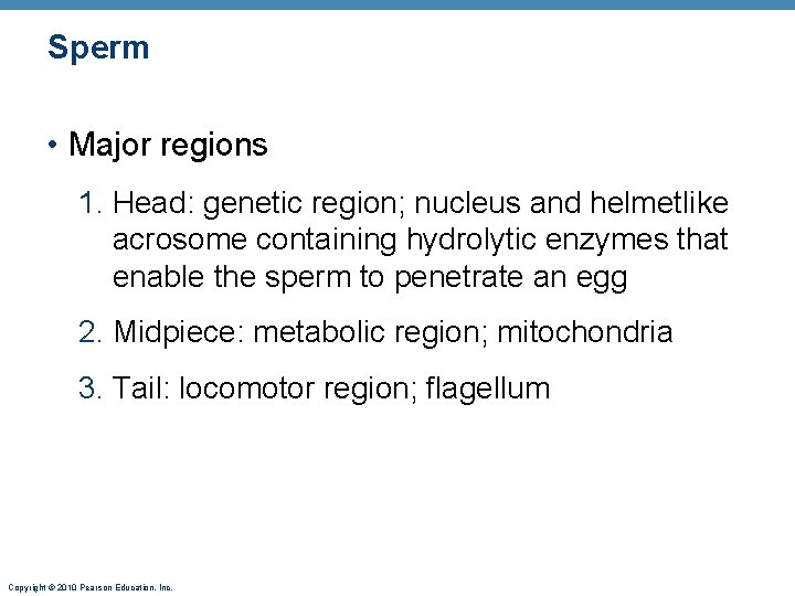 Sperm • Major regions 1. Head: genetic region; nucleus and helmetlike acrosome containing hydrolytic