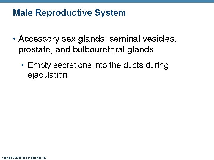 Male Reproductive System • Accessory sex glands: seminal vesicles, prostate, and bulbourethral glands •