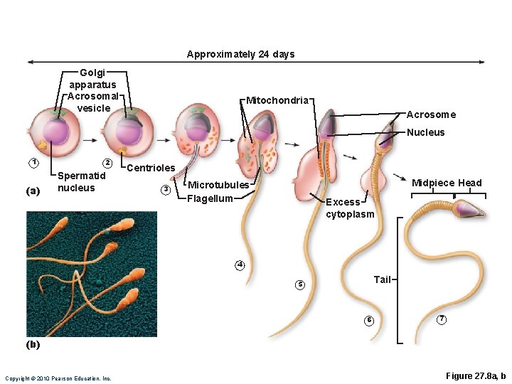 Approximately 24 days Golgi apparatus Acrosomal vesicle Mitochondria Acrosome Nucleus 1 (a) 2 Spermatid