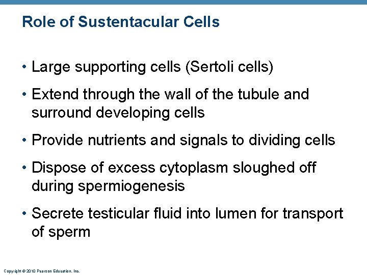 Role of Sustentacular Cells • Large supporting cells (Sertoli cells) • Extend through the