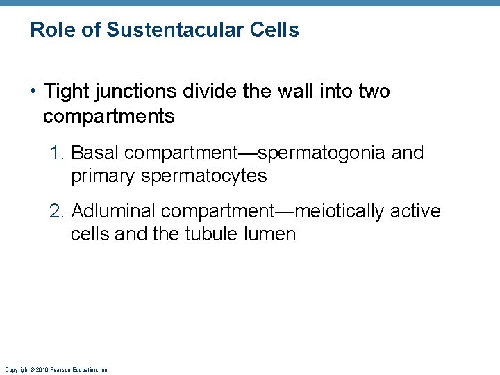 Role of Sustentacular Cells • Tight junctions divide the wall into two compartments 1.