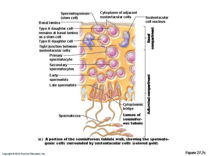 Spermatogonium (stem cell) Cytoplasm of adjacent sustentacular cells Basal lamina Sustentacular cell nucleus Type