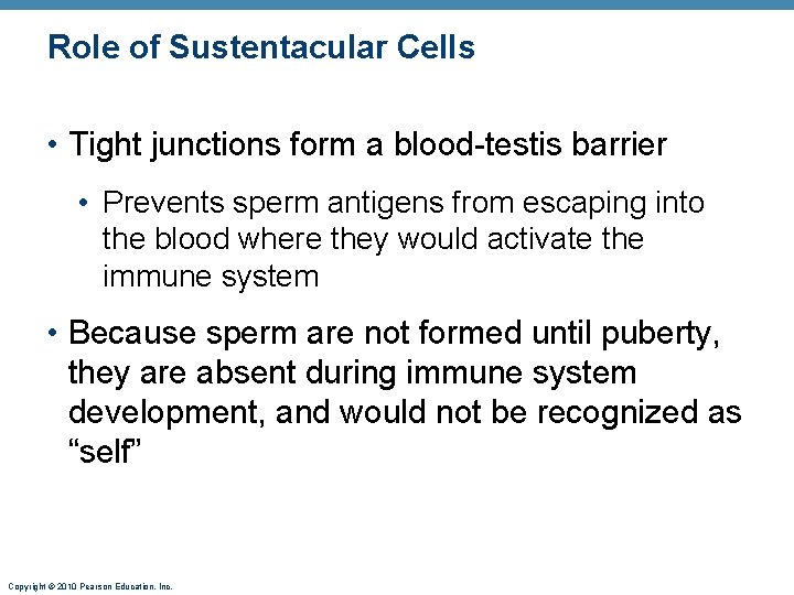 Role of Sustentacular Cells • Tight junctions form a blood-testis barrier • Prevents sperm