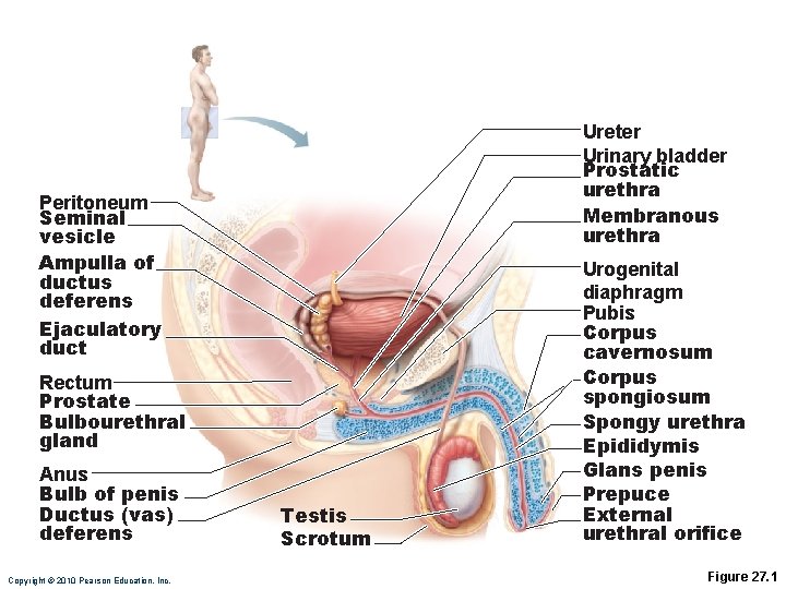 Ureter Urinary bladder Prostatic urethra Membranous urethra Peritoneum Seminal vesicle Ampulla of ductus deferens