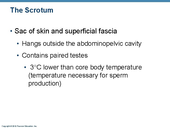 The Scrotum • Sac of skin and superficial fascia • Hangs outside the abdominopelvic