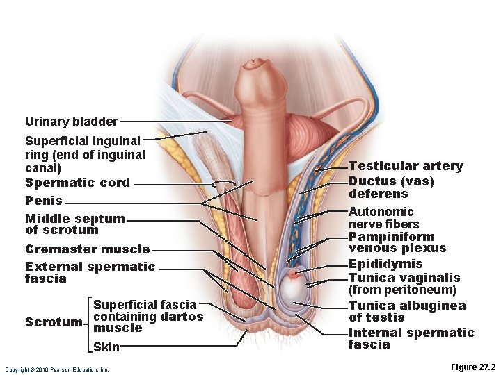 Urinary bladder Superficial inguinal ring (end of inguinal canal) Spermatic cord Penis Middle septum