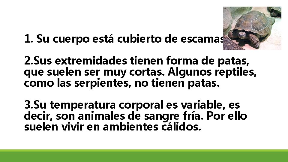 1. Su cuerpo está cubierto de escamas. 2. Sus extremidades tienen forma de patas,