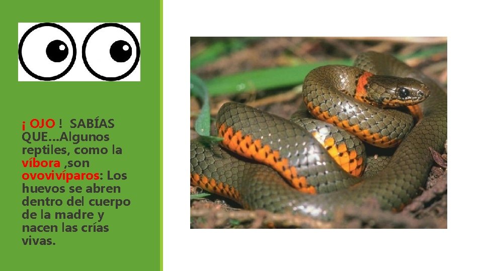 ¡ OJO ! SABÍAS QUE…Algunos reptiles, como la víbora , son ovovivíparos: Los huevos