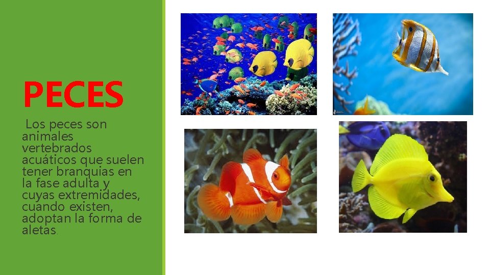 PECES Los peces son animales vertebrados acuáticos que suelen tener branquias en la fase