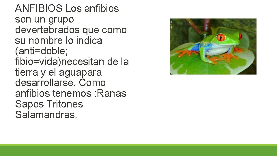 ANFIBIOS Los anfibios son un grupo devertebrados que como su nombre lo indica (anti=doble;