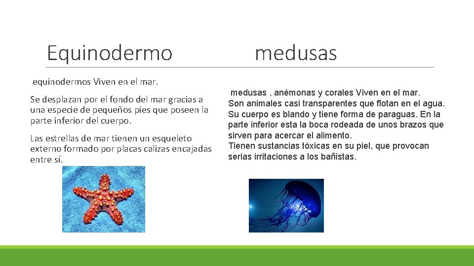 Equinodermo equinodermos Viven en el mar. Se desplazan por el fondo del mar gracias