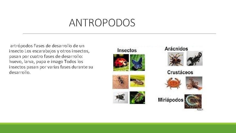 ANTROPODOS artrópodos Fases de desarrollo de un insecto Los escarabajos y otros insectos, pasan