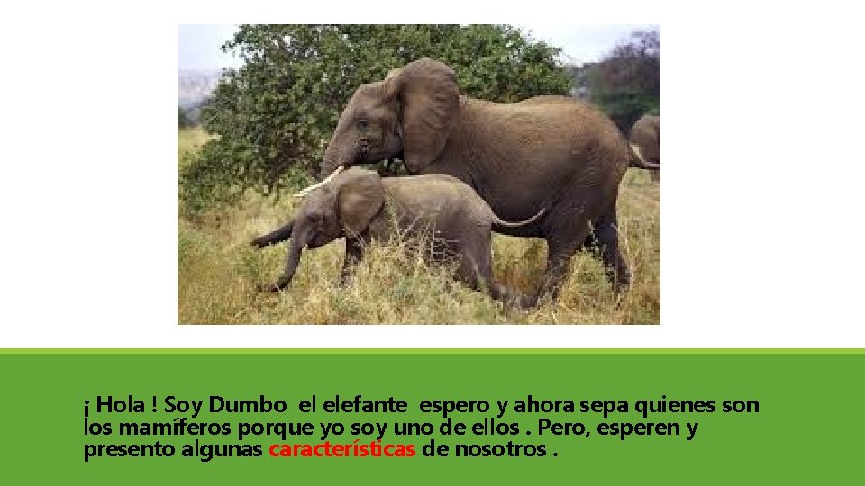 ¡ Hola ! Soy Dumbo el elefante espero y ahora sepa quienes son los