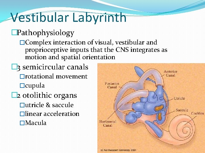 Vestibular Labyrinth �Pathophysiology �Complex interaction of visual, vestibular and proprioceptive inputs that the CNS