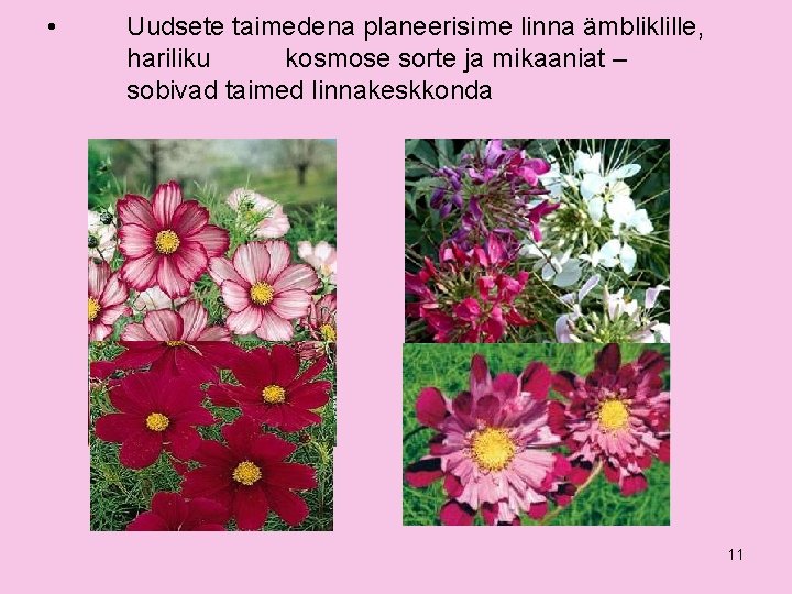  • Uudsete taimedena planeerisime linna ämbliklille, hariliku kosmose sorte ja mikaaniat – sobivad