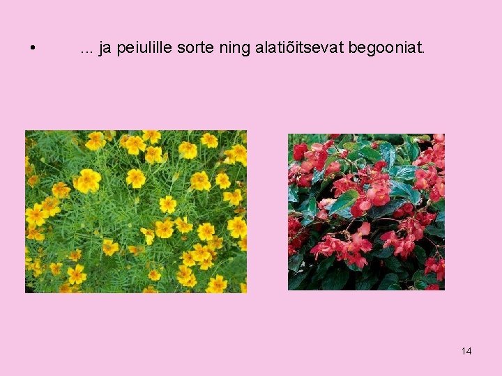  • . . . ja peiulille sorte ning alatiõitsevat begooniat. 14 